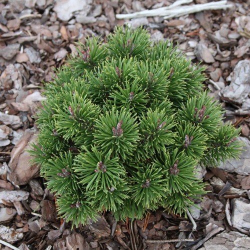 Pinus mugo Litomysl С5 25-35 Pinus mugo Litomysl С5 25-35