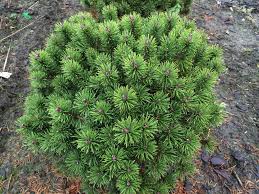 Pinus mugo Litomysl С7.5