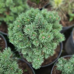 Pinus mugo Mini Mops