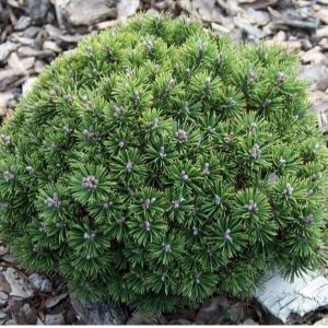 Pinus mugo Mini Mops C5