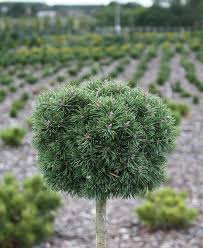 Pinus mugo Mini Mops Pa C10