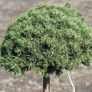 Pinus mugo Mini Mops Pa C15