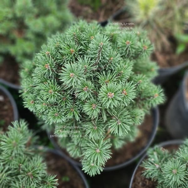 Pinus mugo Mini Mops Pinus mugo Mini Mops