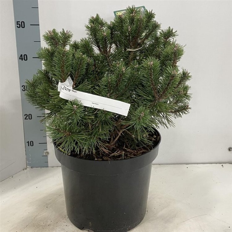 Pinus mugo Mops C10 Pinus mugo Mops C10