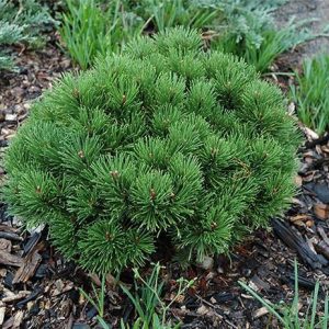 Pinus mugo Mops C15