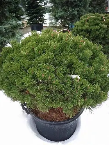 Pinus mugo Mops C60 Pinus mugo Mops C60