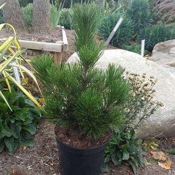 Pinus mugo Ofenpass С10 Pinus mugo Ofenpass С10