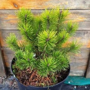 Pinus mugo Ophir C10