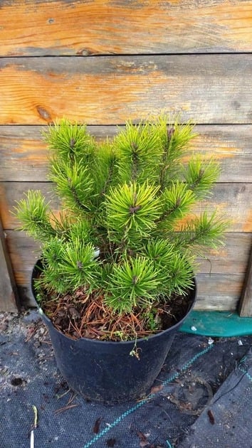 Pinus mugo Ophir C10 Pinus mugo Ophir C10