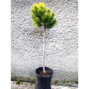 Pinus mugo Ophir Pa C5 2