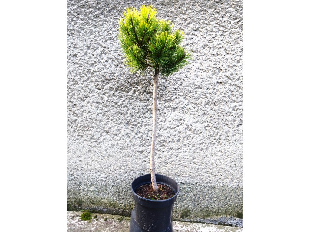 Pinus mugo Ophir Pa C5 2 Pinus mugo Ophir Pa C5 2