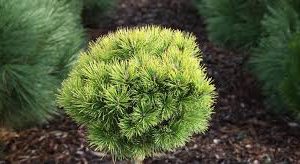 Pinus mugo Ophir Pa C5