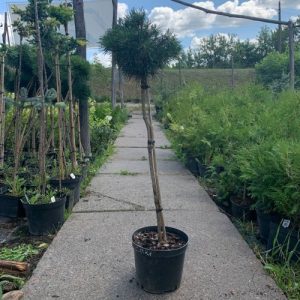 Pinus mugo San Sebastian Pa C10