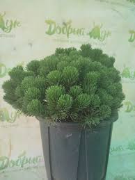 Pinus mugo Scherwood compact C10