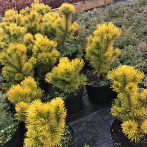 Pinus mugo Schweizer Tourist C12