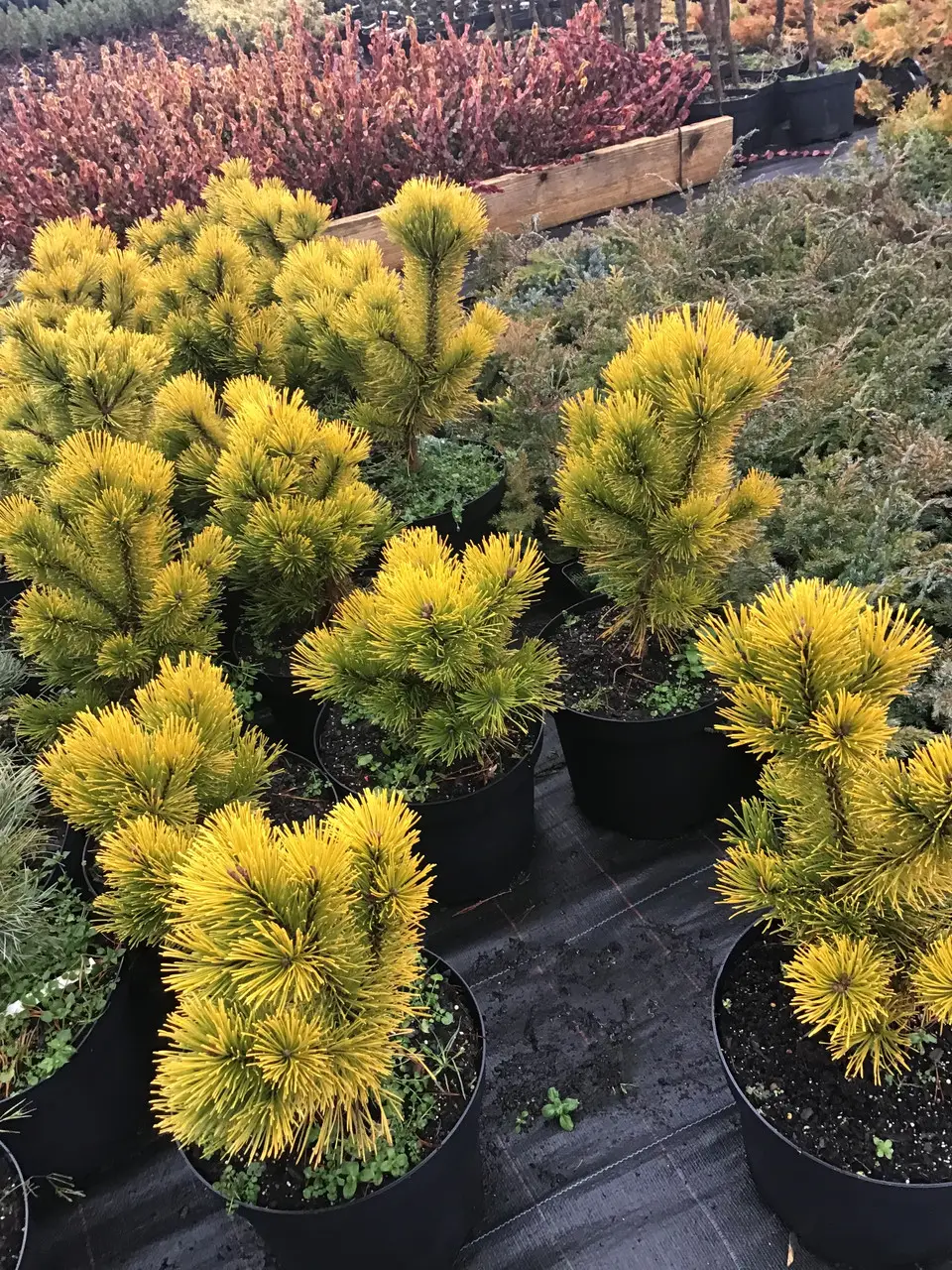 Pinus mugo Schweizer Tourist C12 Pinus mugo Schweizer Tourist C12