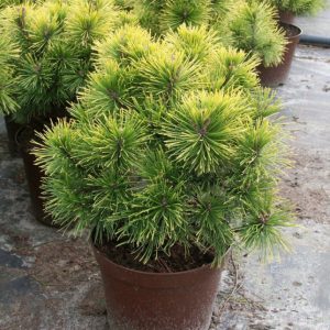 Pinus mugo Schweizer Tourist C7.5