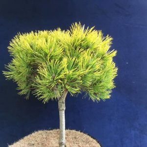 Pinus mugo Schweizer Tourist Pa C5
