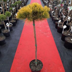 Pinus mugo Starkl Pa С5