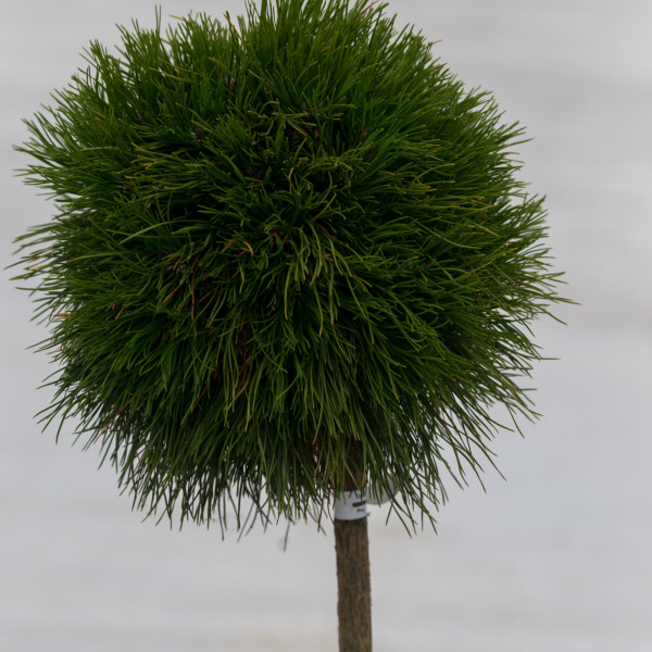 Pinus mugo Varella Pa С30 Pinus mugo Varella Pa С30