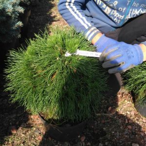Pinus mugo Warella C 5