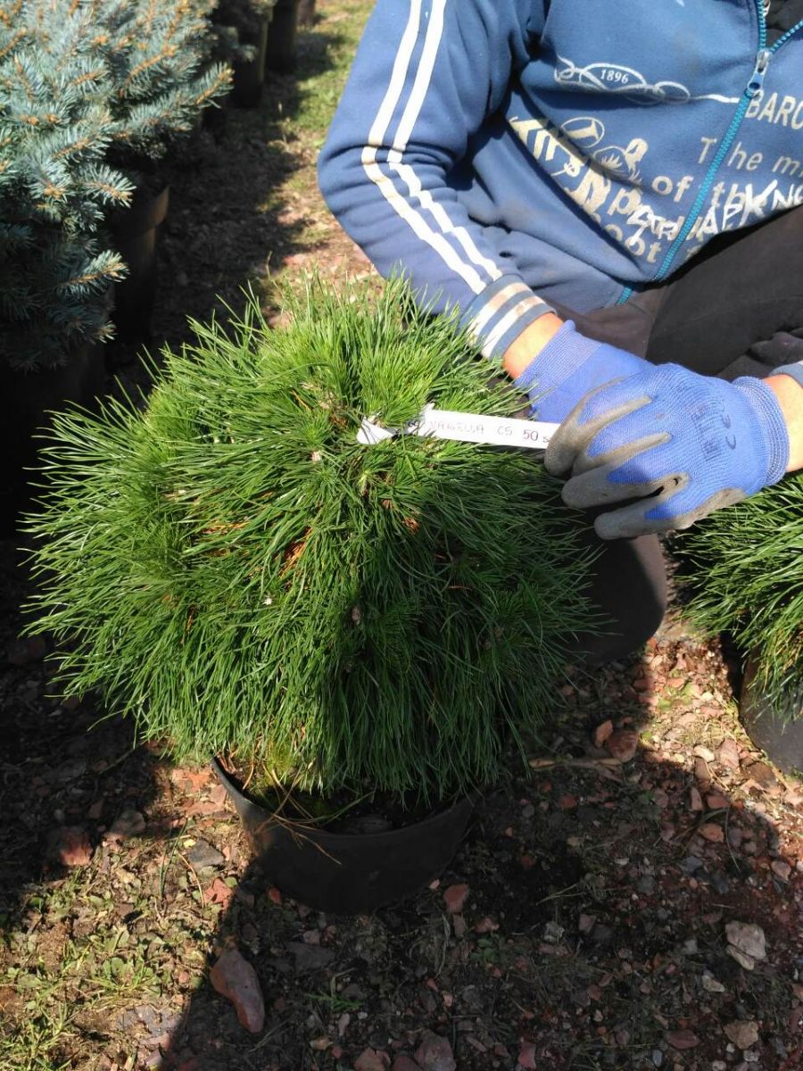 Pinus mugo Warella C 5 Pinus mugo Warella C 5