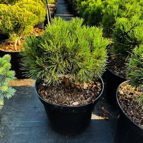 Pinus mugo Warella C10 Pinus mugo Warella C10