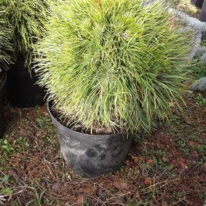 Pinus mugo Warella C10