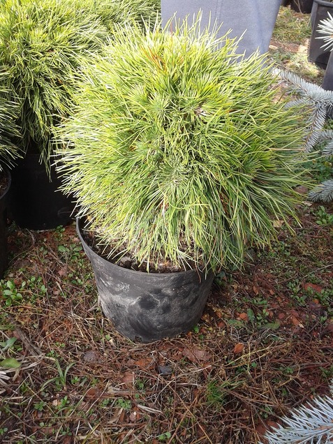 Pinus mugo Warella C10 Pinus mugo Warella C10