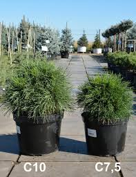 Pinus mugo Warella C7.5