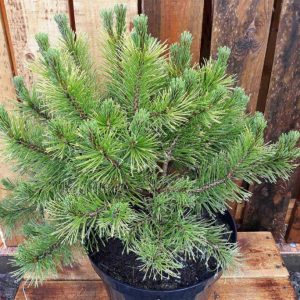 Pinus mugo Winter Gold C10