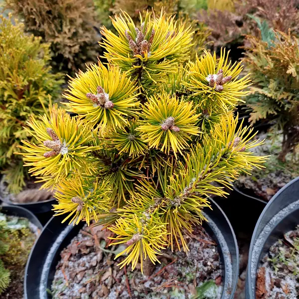 Pinus mugo Winter Gold C5 15-20 Pinus mugo Winter Gold C5 15-20