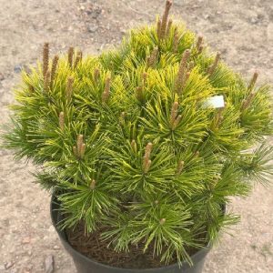 Pinus mugo Winter Gold C7.5