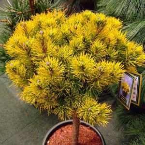 Pinus mugo Winter Gold Ра