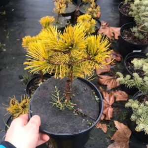 Pinus mugo Winter Gold С5 10-15