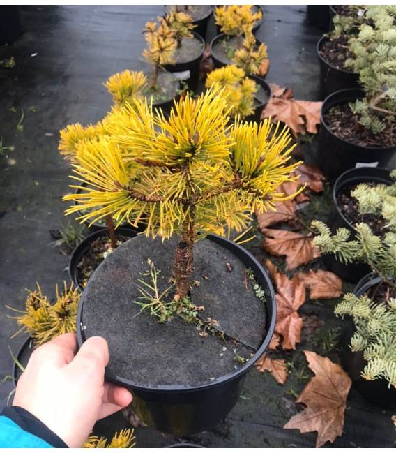 Pinus mugo Winter Gold С5 10-15 Pinus mugo Winter Gold С5 10-15