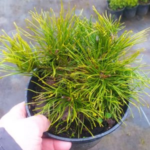 Pinus mugo var mughus C2