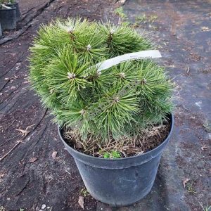 Pinus nigra Agnes Bregon D 10-15