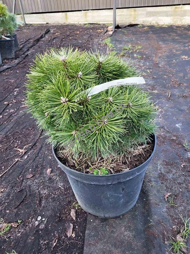 Pinus nigra Agnes Bregon D 10-15 Pinus nigra Agnes Bregon D 10-15
