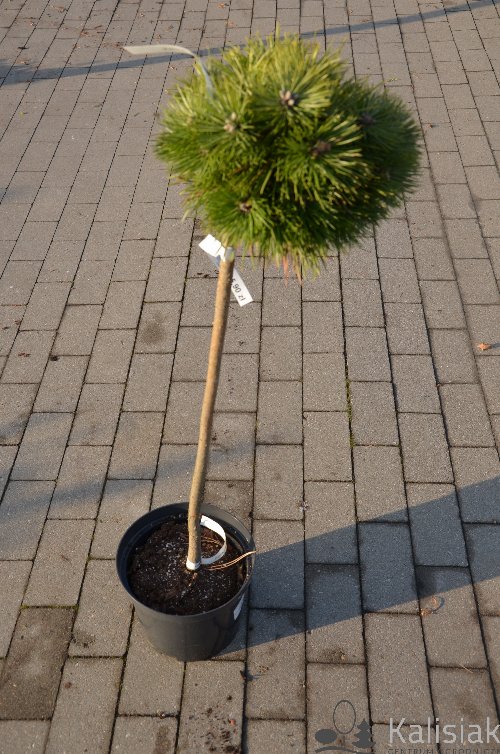 Pinus nigra Agnes Bregon Pa