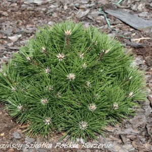 Pinus nigra Agnes BregonC5