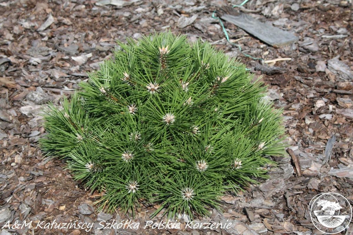 Pinus nigra Agnes BregonC5 Pinus nigra Agnes BregonC5