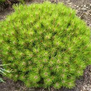 Pinus nigra Bambino C12