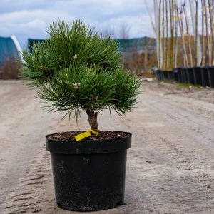 Pinus nigra Borowany
