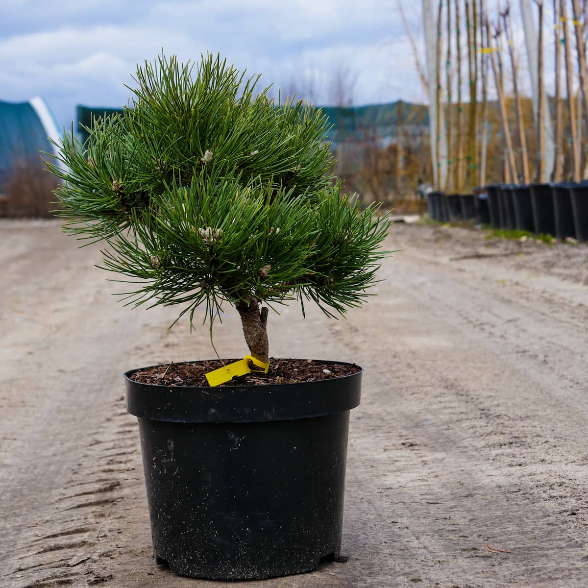 Pinus nigra Borowany Pinus nigra Borowany