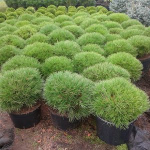 Pinus nigra Breppo C 20