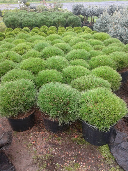 Pinus nigra Breppo C 20 Pinus nigra Breppo C 20