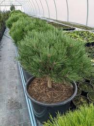 Pinus nigra Breppo Pa C30
