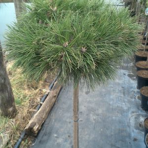 Pinus nigra Breppo Pa С5