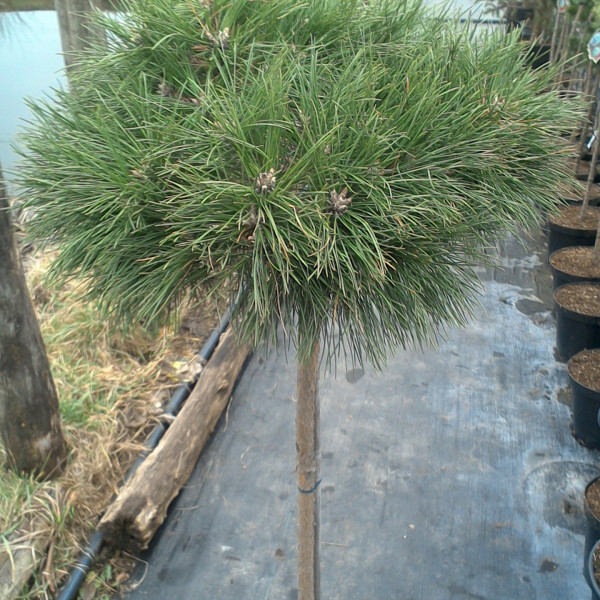 Pinus nigra Breppo Pa С5 Pinus nigra Breppo Pa С5